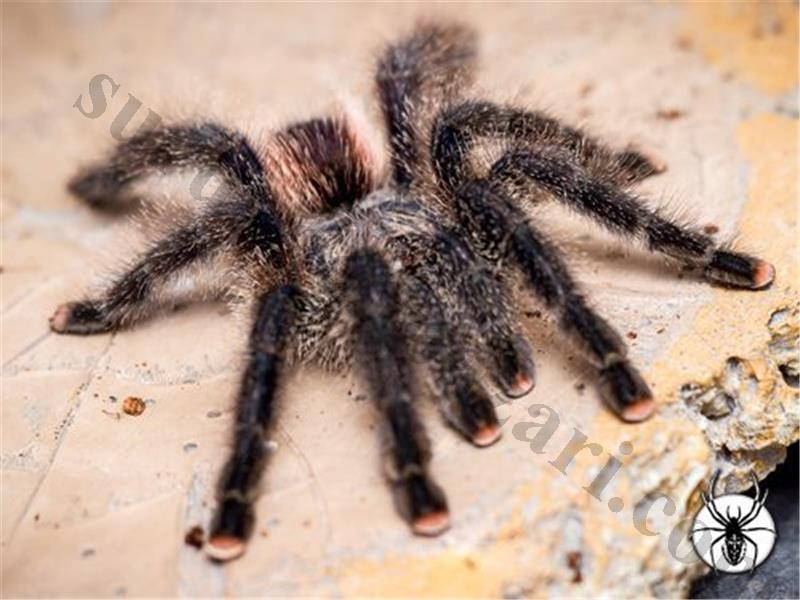 Avicularia juruensis M2